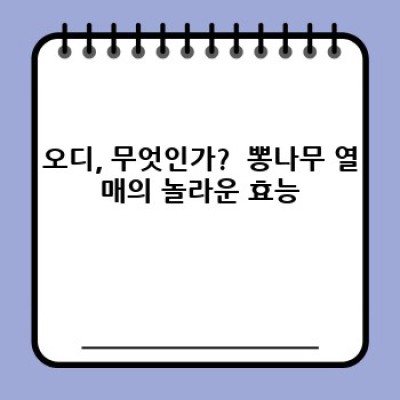 오디 효능: 눈과 뇌 건강에 좋은 보물, 오디의 모든 것